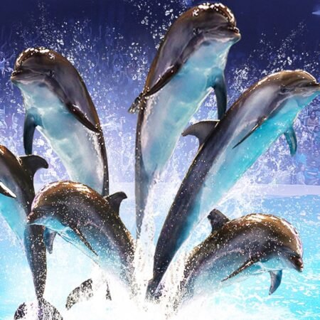 Dolphinarium