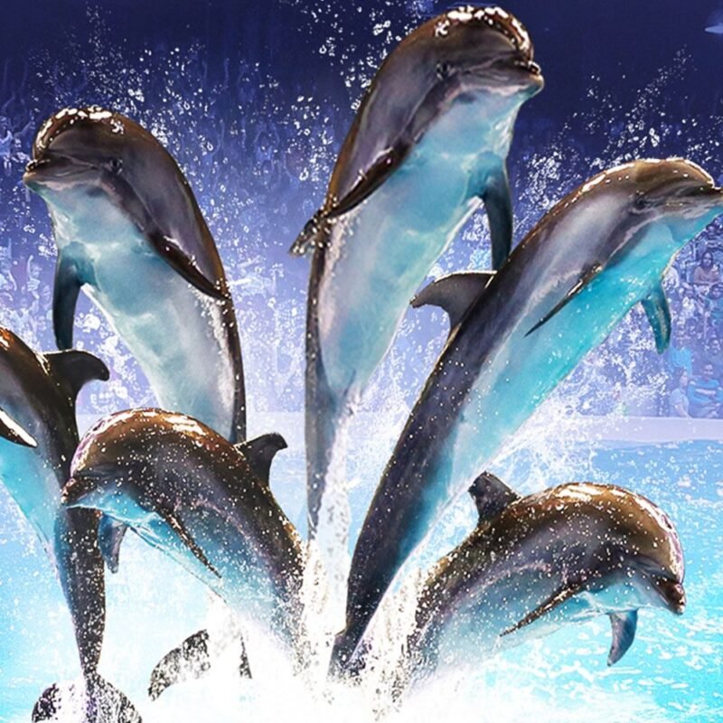 Dolphinarium
