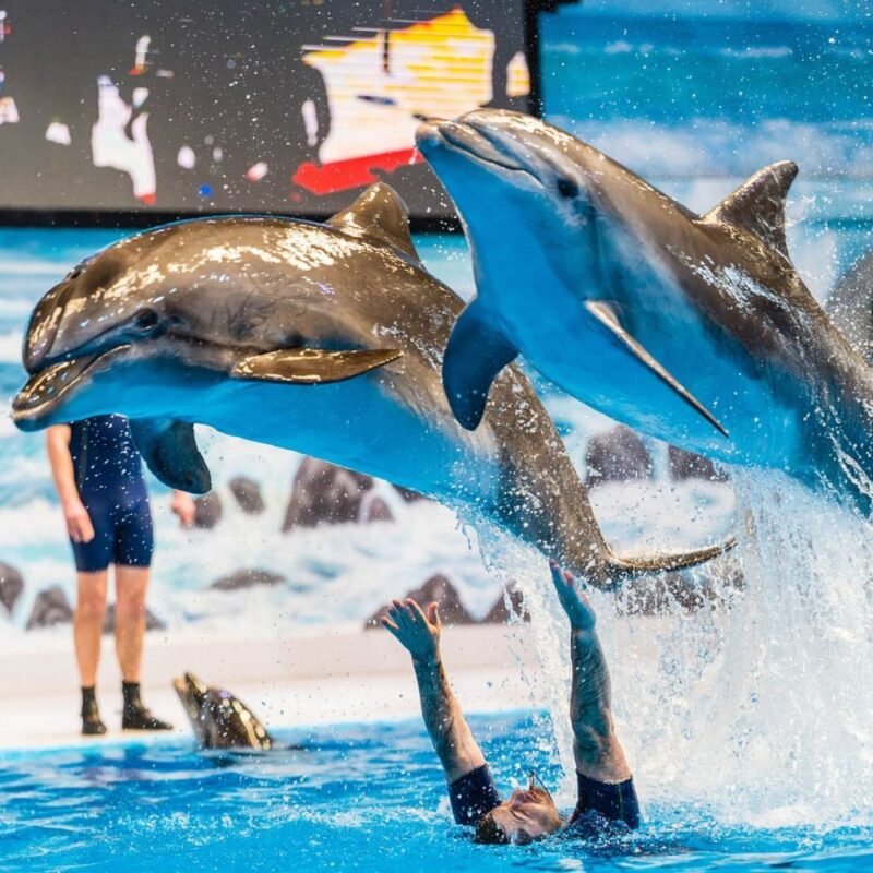 Dolphinarium show