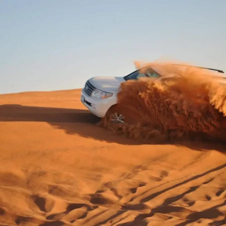 Evening Safari