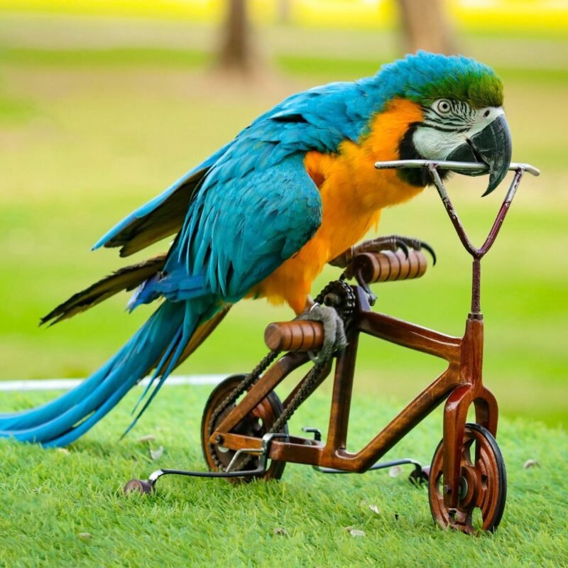 Exotic Bird show