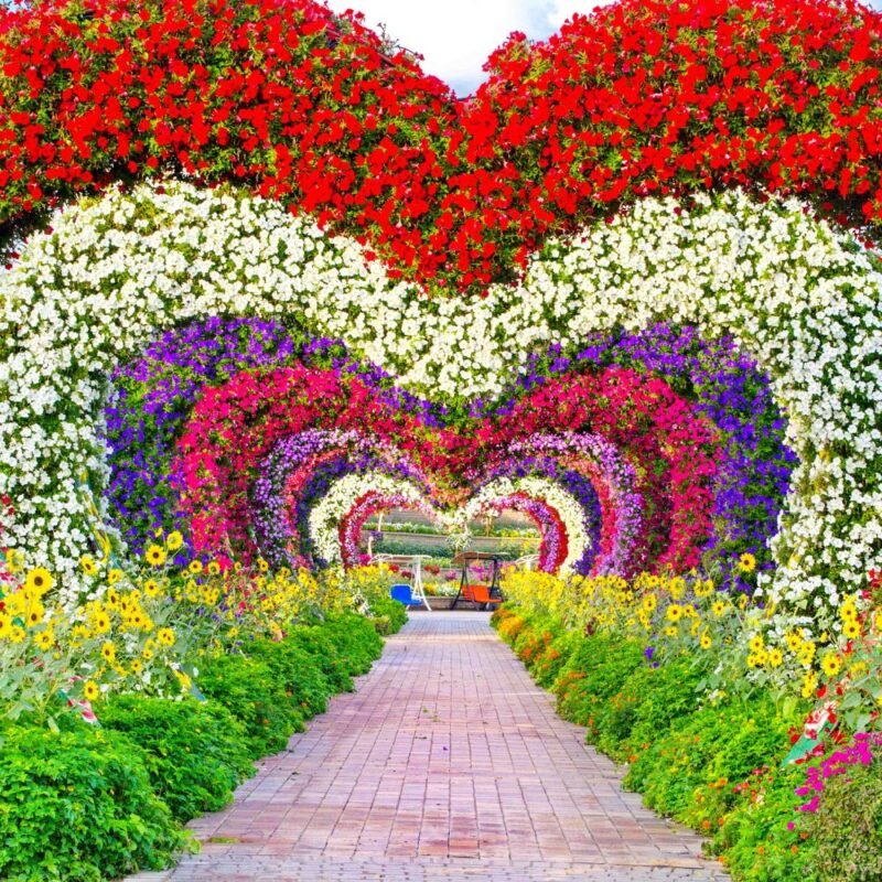 Miracle garden 1