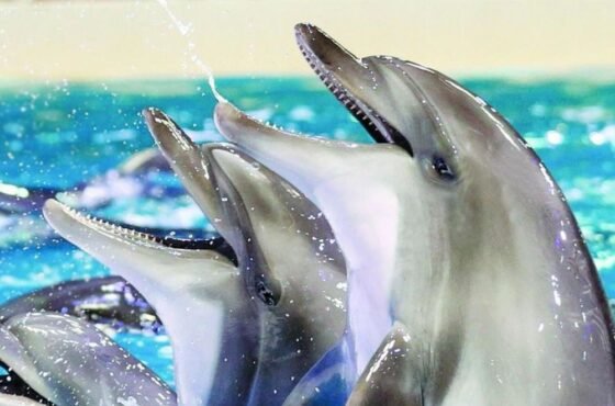 Dubai Dolphinarium