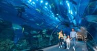 Dubai Aquarium and Underwater Zoo