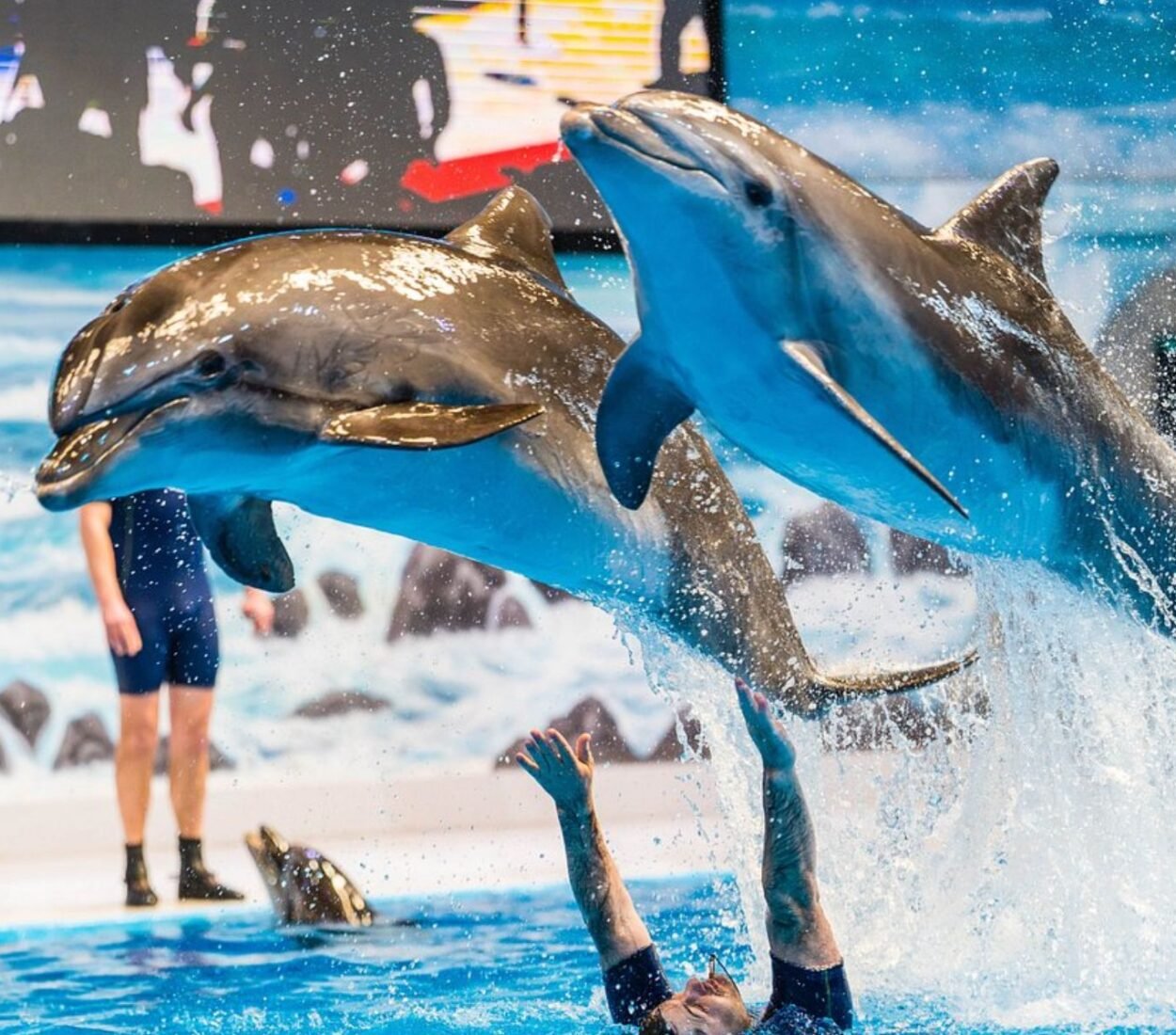 Dubai Dolphinarium
